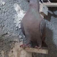 کفتر لاکی سرخ سیستانی