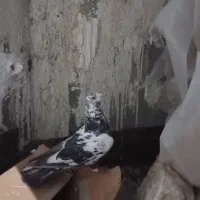 سار سیاه نر قلدور نشون دسته