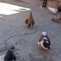 کبوتر