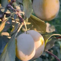 آلو بخارا درجه یک آخر بارش مونده