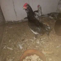 فروش دو عدد جوجه خروس گلدین ریشی