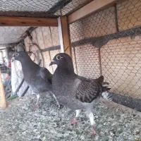 سبز سار سینه طوقی پلنگ تهرونی زاغ دمسفید ساده