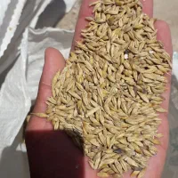 جو ۶شش پر