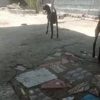 نری پنجاب فروشی