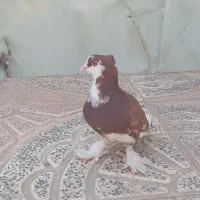 کبوتر شازده پاپر