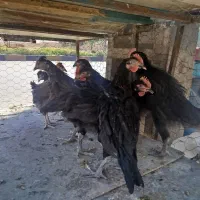 خروس سیاه