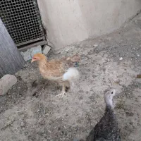 جوجه برهما