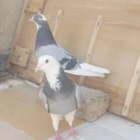 کبوتر شازده .