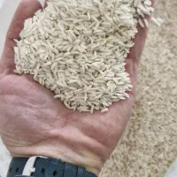 برنج علی کاظمی . هاشمی