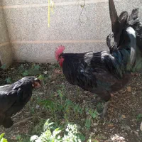 خروس سیاه   نژاد  بریتیش