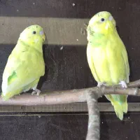 مرغ‌عشق