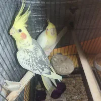 عروس هلندی به شرط