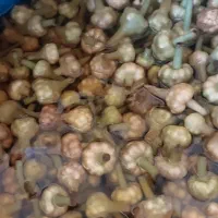 گل سیر|خوردنی و آشامیدنی|طارم (زنجان), |دیوار
