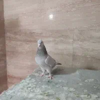 پرنده