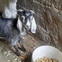 کره نر پاکستانی اصل
