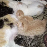 واگذاری رایگان گربه