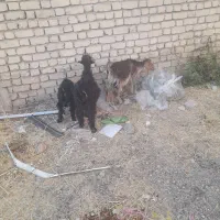 کهره گوسفند
