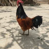 خروس نژاد ورورک آلمان