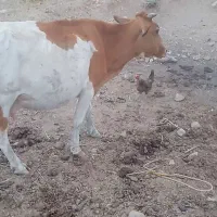 گاو و گوسال داشتی