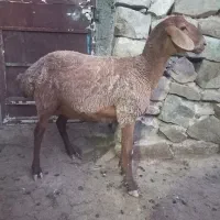 میش جوون...گوشت