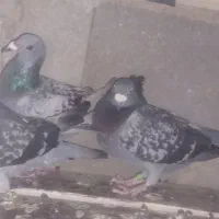 دونه۶۰۰