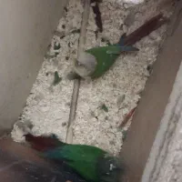 طوطی دوجفت گرینچیک مولدوجوجه بده