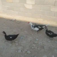 اردک اسرائیلی دو تا ماده یکی نر