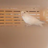 مرغ عشق