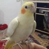 یک عدد جوجه عروس لوتینو دستی سه ماهه