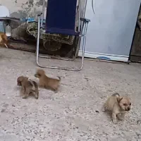 واگذاری توله