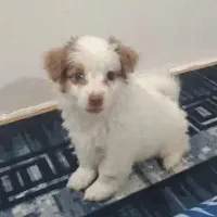 توله سگ خوشگل وباهوش