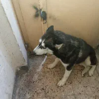 واگذاری سگ هاسکی جوان