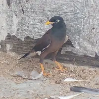 کفتر|پرنده|گرگان, |دیوار
