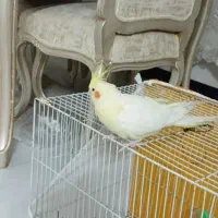 عروس هلندی گمشده مژدگانی داره
