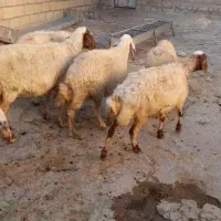 8گوسفند چاق