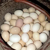 تخم مرغ - مرغ تخم گذار