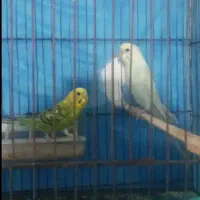 مرغ عشق|پرنده|همدان, |دیوار
