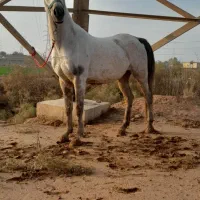 اسب درسویسه