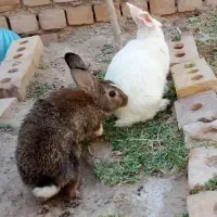 خرگوش نر و ماده