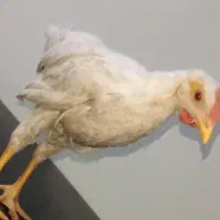 جوجه مرغ