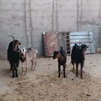 ۴ راس بز و بزغاله