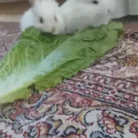 خرگوش فنجانی