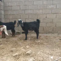 بز‌غاله