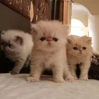 واگذاری گربه پرشین
