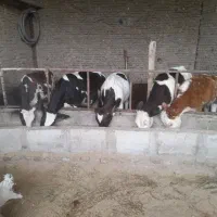 گوساله|حیوانات مزرعه|سرخنکلاته, |دیوار