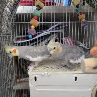 جفت مولد عروس هلندی
