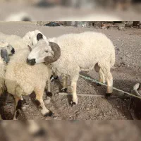 قوچ 2سال چاق