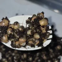جوجه حلزون آلبیتو آچاتینا
