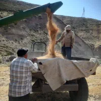 گندم مرغوب