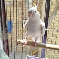 عروس هلندی